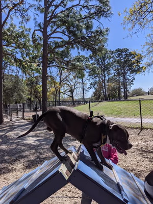 Ed Austin Dog Park photo 2